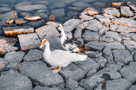公园石头边栖息停留的鸭子摄影图配图