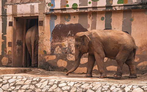 动物园大象动物路面拍摄摄影图配图