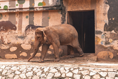 大象保护动物上午动物路面拍摄摄影图配图