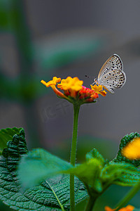 一只白蝴蝶在花丛中飞舞下午花蝴蝶花园摄影摄影图配图