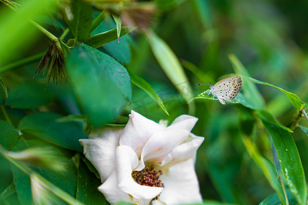 一只白蝴蝶在花丛中飞舞下午蝴蝶花园摄影摄影图配图