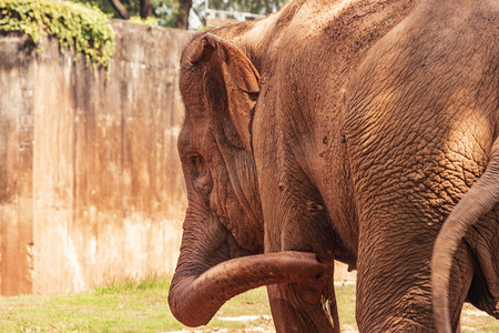大象挥舞鼻子动物路面拍摄摄影图配图