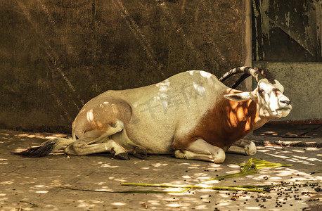 动物园羚羊动物路面拍摄摄影图配图