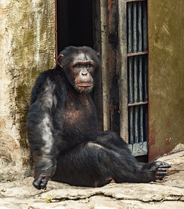 黑猩猩动物路面拍摄摄影图配图