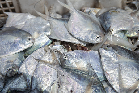 水产鱼摄影照片_海鲜鲳鱼下午鲳鱼海鲜市场无摄影图配图