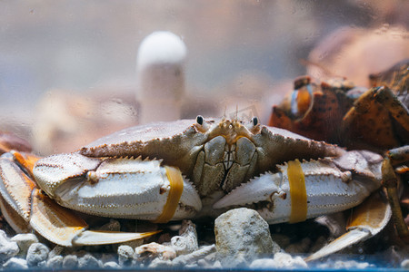 海鲜水产下午面包蟹超市摄影摄影图配图