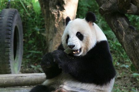 运动会幕布摄影照片_运动园白天大熊猫户外吃竹子摄影图配图