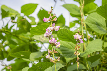 大棚蔬菜摄影照片_蔬菜白天扁豆花田地果蔬实拍摄影图配图