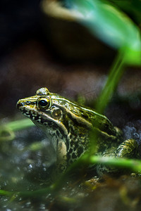 捉害虫摄影照片_广州广州动物园一只青蛙在叶底下觅食摄影图配图
