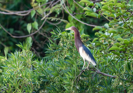树上的鸟儿摄影照片_鸟类动物树上池鹭大自然摄影图配图