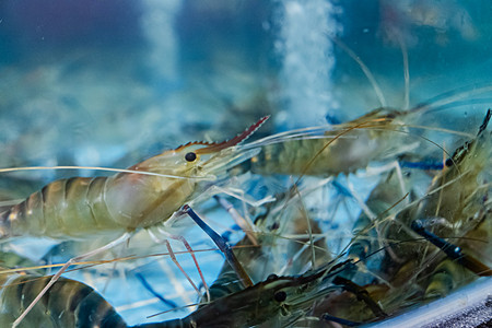 食材摄影照片_鲜虾海鲜海虾海产食材摄影图配图