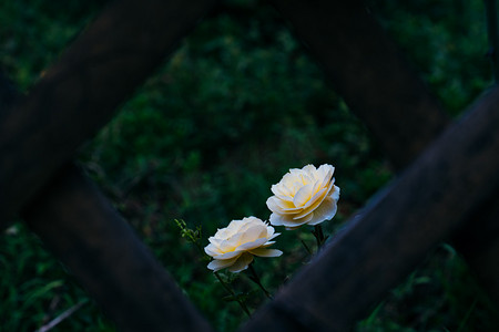 花卉玫瑰花摄影照片_白色玫瑰花园摄影图配图