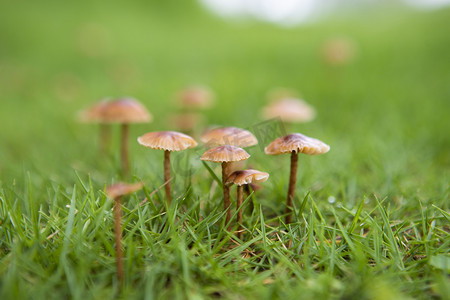 香菇终结者摄影照片_草地上蘑菇下午蘑菇草地无摄影图配图