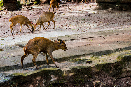 广州广州动物园四只小麋鹿在地上觅食摄影图配图