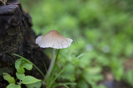 香菇终结者摄影照片_草地上的蘑菇下午蘑菇树林无摄影图配图