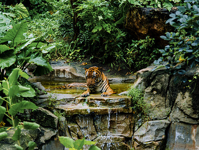 广州广州动物园一只华南虎趴在水里歇息摄影图配图