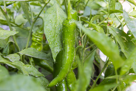 种植蔬菜摄影照片_蔬菜白天辣椒室外实拍摄影图配图