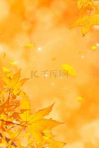 秋天风景你好秋天背景图片_秋分枫叶黄色唯美文艺金黄色