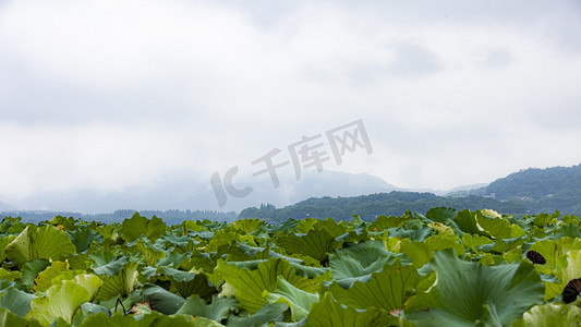 西湖荷花下午西湖西湖荷花摄影图配图