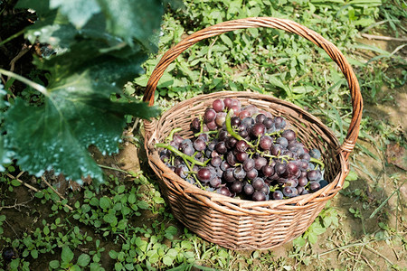 夏天户外采摘园里摘的新鲜葡萄摄影图配图