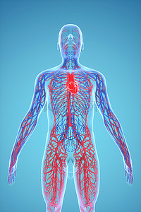 人体结构动态图背景图片_医疗健康人体器官c4d背景
