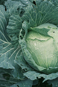 种植蔬菜摄影照片_卷心菜农家菜园雨后蔬菜摄影图配图