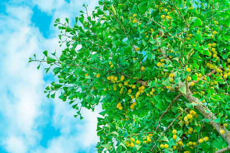 红心火龙果树摄影照片_秋天植物风景白昼银杏果树户外拍摄摄影图配图