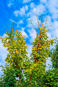 秋天植物果树白昼银杏果树户外拍摄摄影图配图