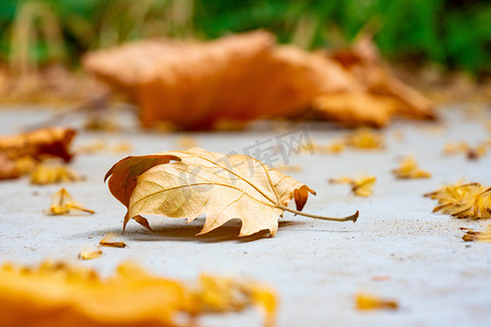 干树叶白天树叶室内秋季摄影图配图