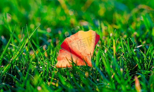 秋天自然风景白昼一片落叶户外草地上逆光拍摄摄影图配图