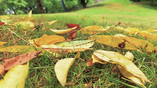 秋天枯黄凋零的树叶空境