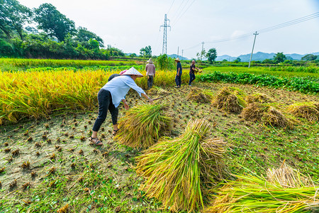 乡村稻子丰收多人割稻子图片上午多个人户外收割摄影图配图