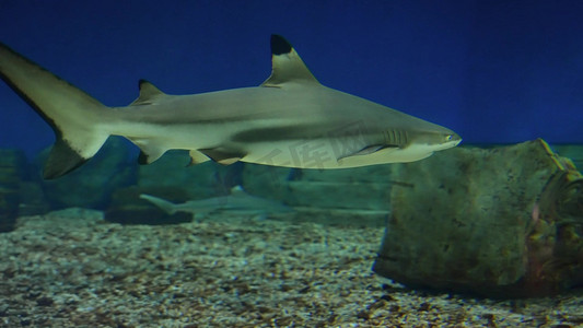 游动摄影照片_水中游动的鲨鱼海洋生物海底世界