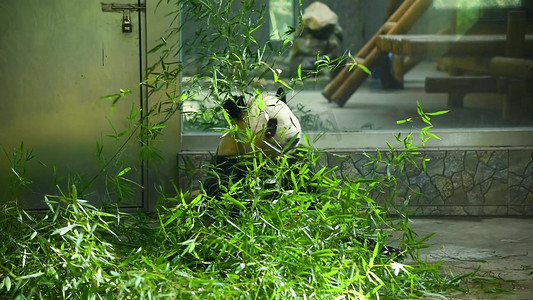 熊猫摄影照片_可爱国宝秦岭大熊猫吃新鲜竹子