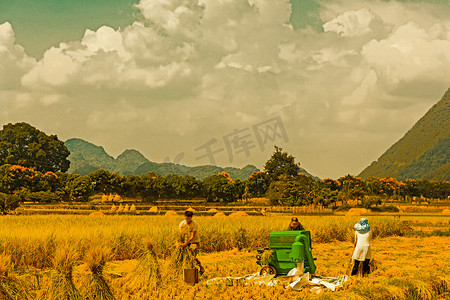 农民中午在稻田收割水稻摄影图配图