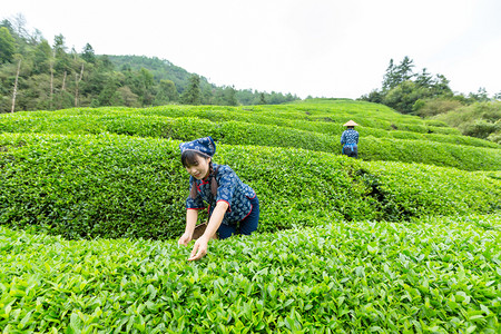 京东春茶节摄影照片_高山两个人采摘茶叶照片上午两个人户外无摄影图配图