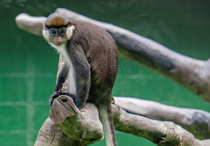 野生自然动物猴子大白鼻长尾猴摄影图配图