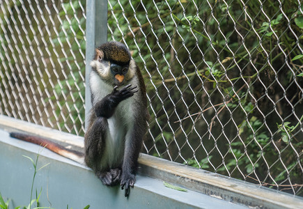猴子动物自然大白鼻长尾猴摄影图配图