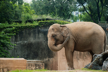 广州广州动物园一头大象在草地上歇息摄影图配图