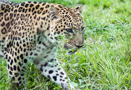 广州广州动物园一只金钱豹在草地上狩猎摄影图配图