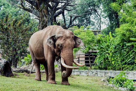 广州广州动物园一头大象在草地里觅食摄影图配图