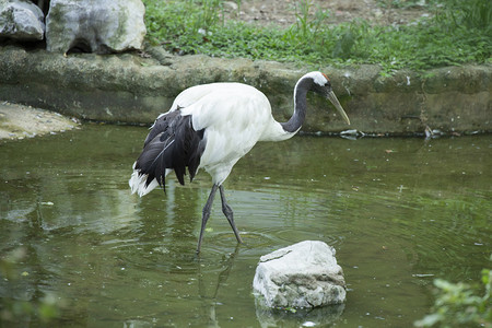 白鹤摄影照片_动物园白鹤下午白鹤动物园无摄影图配图