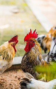 自然禽类动物公鸡矮脚鸡摄影图配图