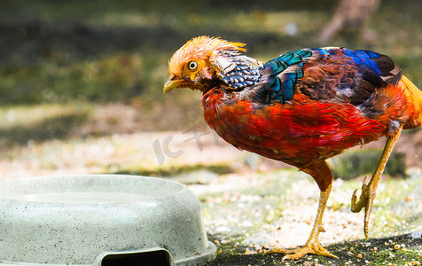 红腹锦鸡禽类珍稀动物自然摄影图配图