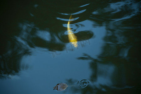 水里的锦鲤下午锦鲤河面无摄影图配图