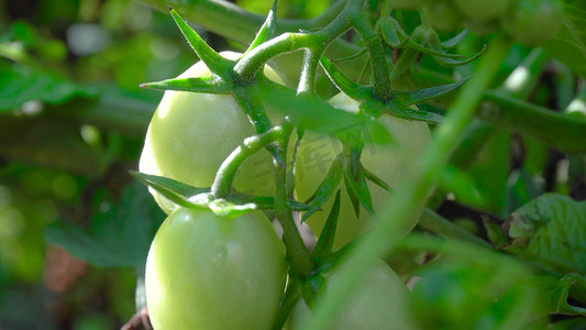 水果小番茄自然生长