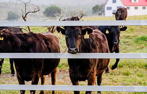 动物主题白昼黑牛户外拍摄摄影图配图
