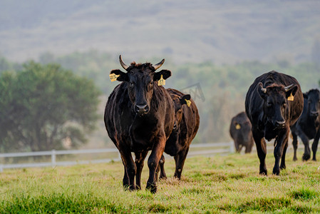大牧场动物白昼黑牛户外拍摄摄影图配图