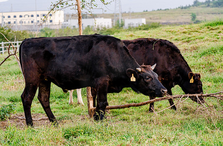 动物主题白昼两头黑牛户外拍摄摄影图配图