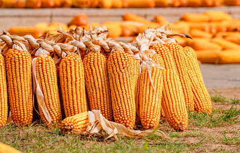 秋天风景白昼捆扎好的玉米户外拍摄摄影图配图